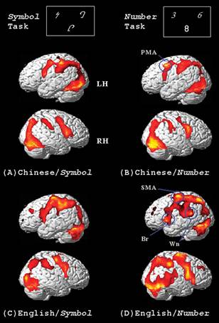 Slika fMRI prikazuje aktivne dele možgan pri prepoznavi znakov (levo) in številk (desno)